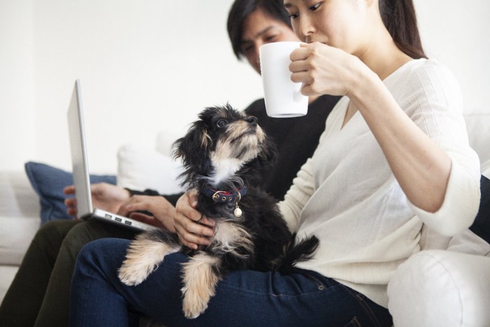 コーヒーを飲んでいる飼い主の膝の上に乗っている犬