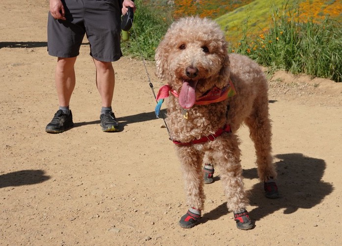 ハイキングブーツを履いている犬