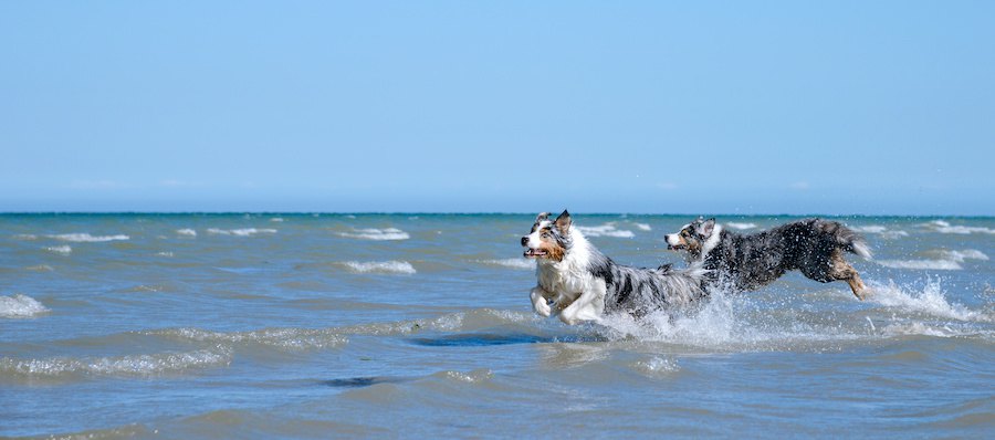 海辺を走る2匹の犬