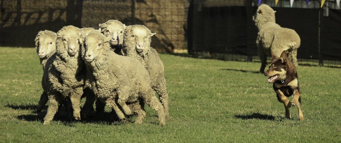 羊を追いかけるオーストラリアンケルピー