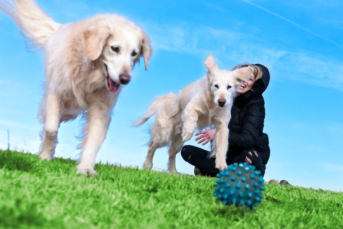 青いボールを追って走る2頭の犬