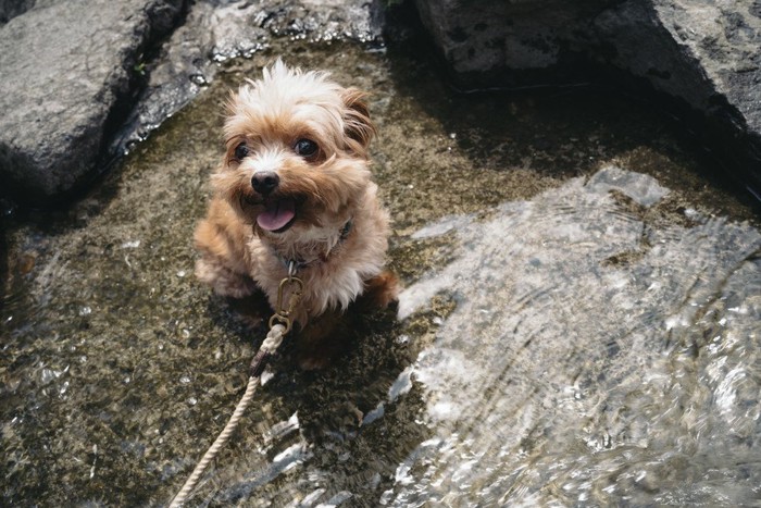 川の水の中でお座りする小型犬