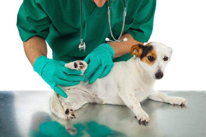 病院で足の検査を受ける犬