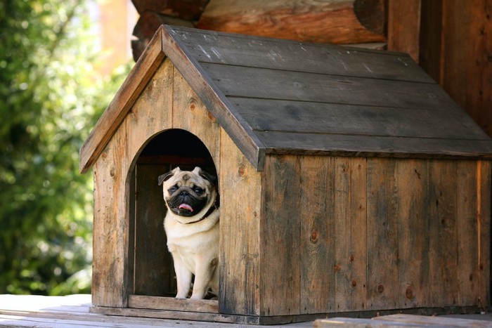 屋外の犬小屋に入るパグ