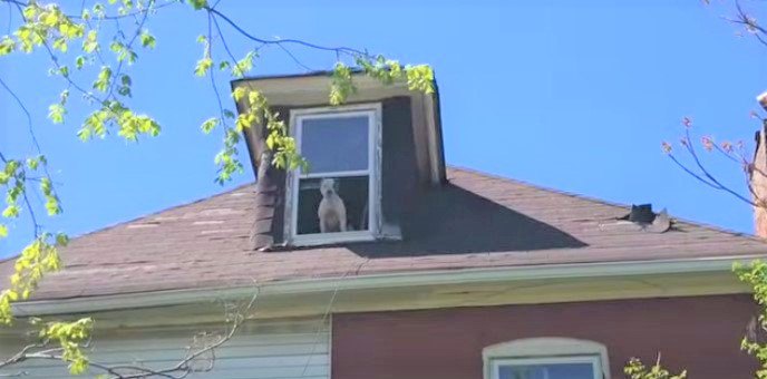 窓から身を乗り出す犬