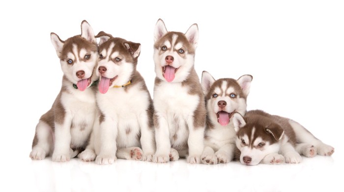 五頭のシベリアンハスキーの子犬たち