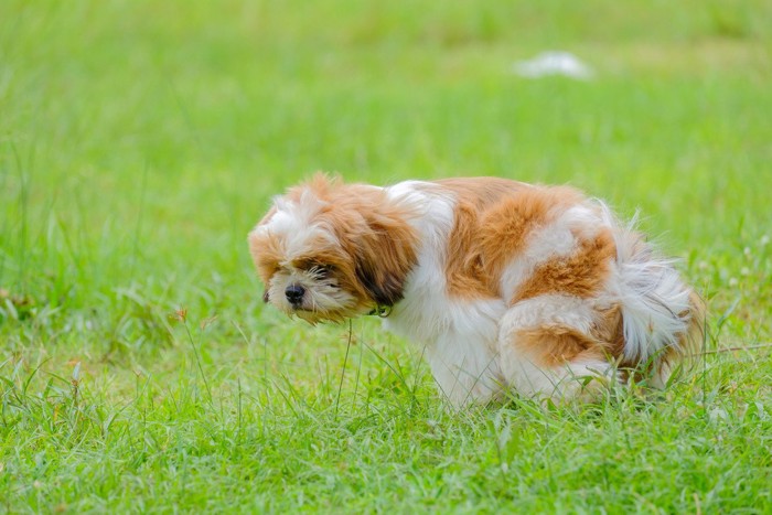芝生の上で排便中の犬