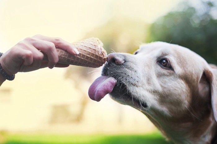 アイスクリームを舐める犬
