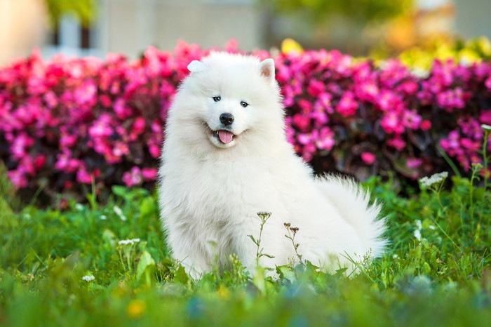 69955709  ピンクの花の前で座っているサモエドの子犬
