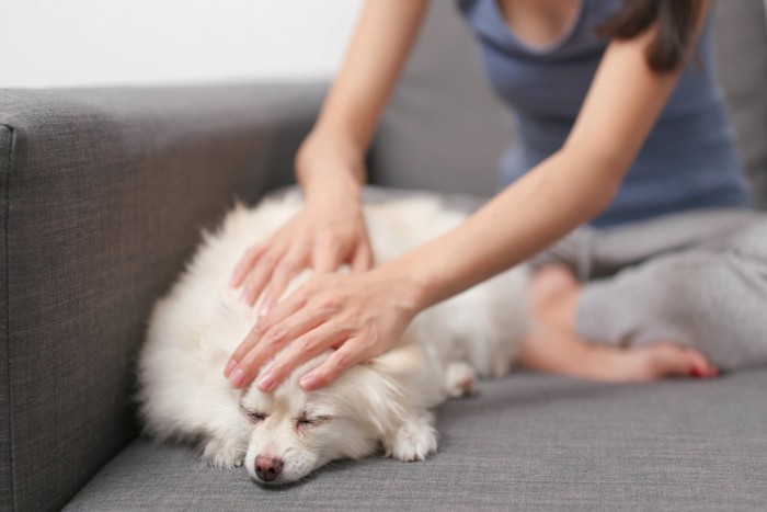 ソファーの上で犬を撫でる女性