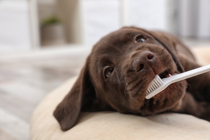 歯磨きされる子犬