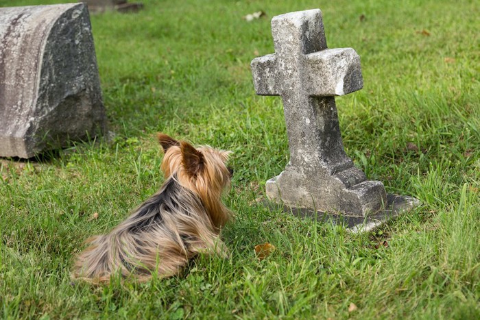 お墓の前に座って見つめる犬
