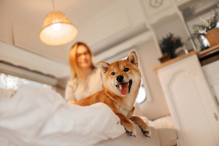 ベッドの上に乗る柴犬