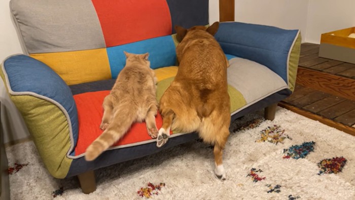 ソファーで並ぶ犬と猫の後ろ姿