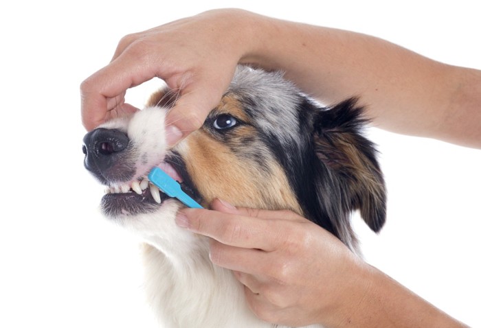 歯磨き中の犬