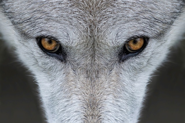オオカミの目