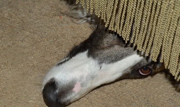 フリンジの下に隠れる鼻の長い犬