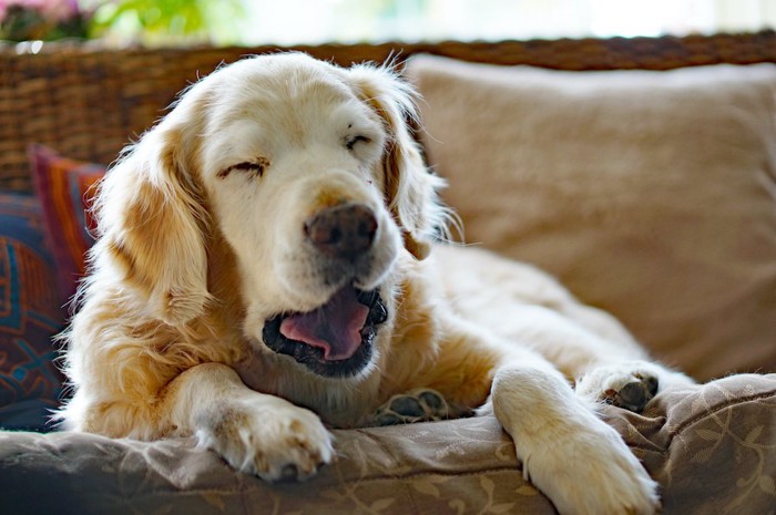 ソファーの上であくびをする犬