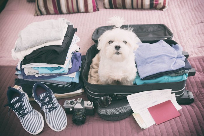 帰省の準備中にスーツケースに入る犬