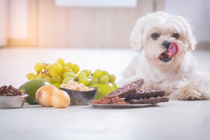 舌を出す犬と犬が食べると有害な食べ物