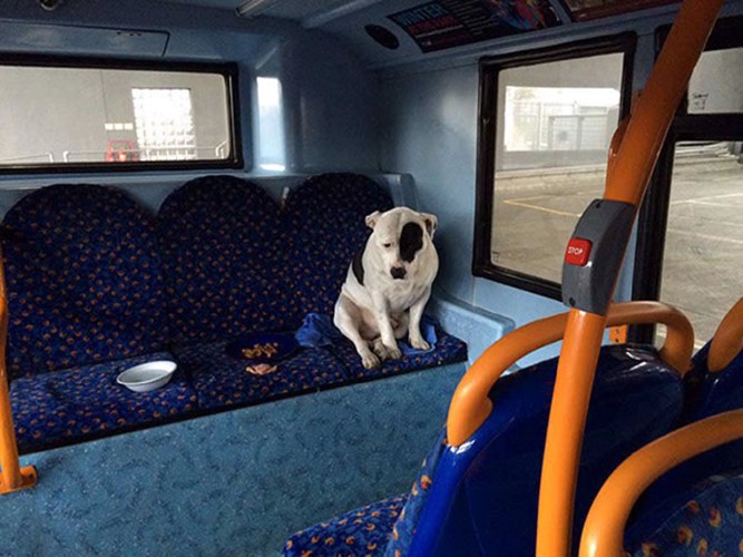 バスの中の椅子に座る犬