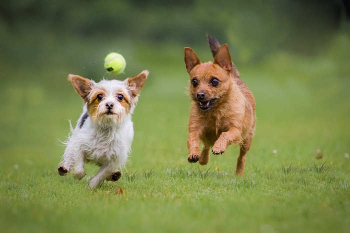 ボールを追いかけて走る二匹の犬