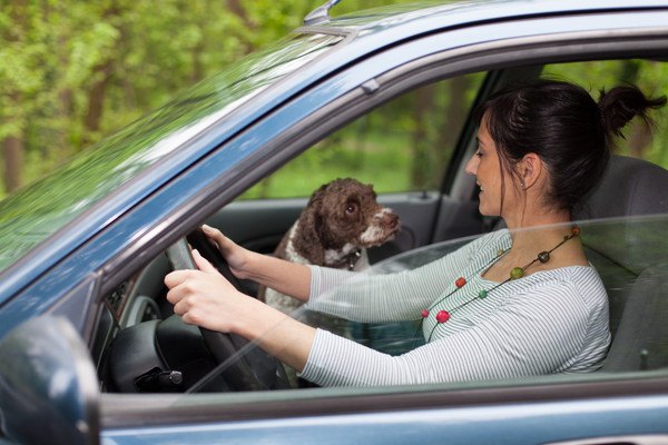 運転席の女性を見つめる犬