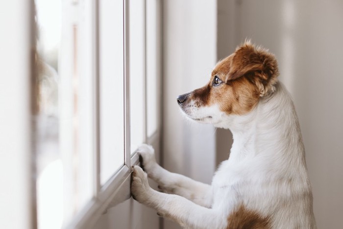 立ち上がって窓の外を眺めている折れ耳の犬