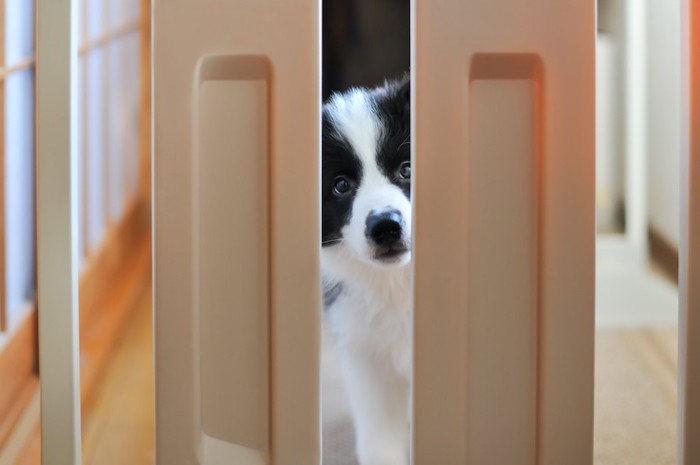 部屋に設置された柵の隙間から覗く犬