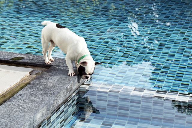 泳ぎが苦手な犬のフレンチ・ブルドッグ