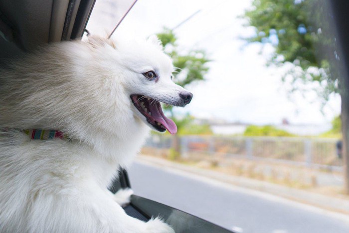 車の窓から外を見る白い犬