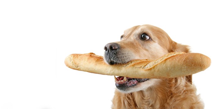 パンを咥えている犬