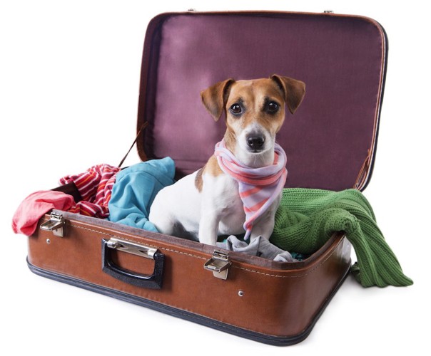 スーツケースの中に座って見つめる犬