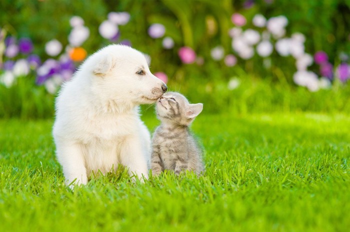 白い子犬と子猫、芝生