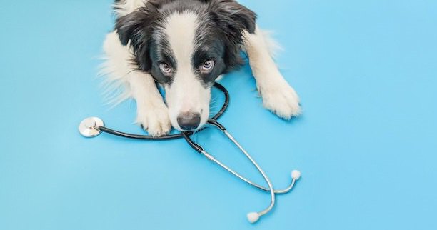 聴診器とこちらを見上げる犬