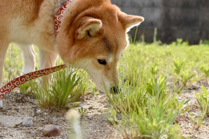 草のにおいを嗅ぐ柴犬