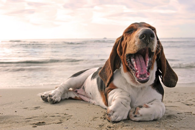 海であくびをしている犬
