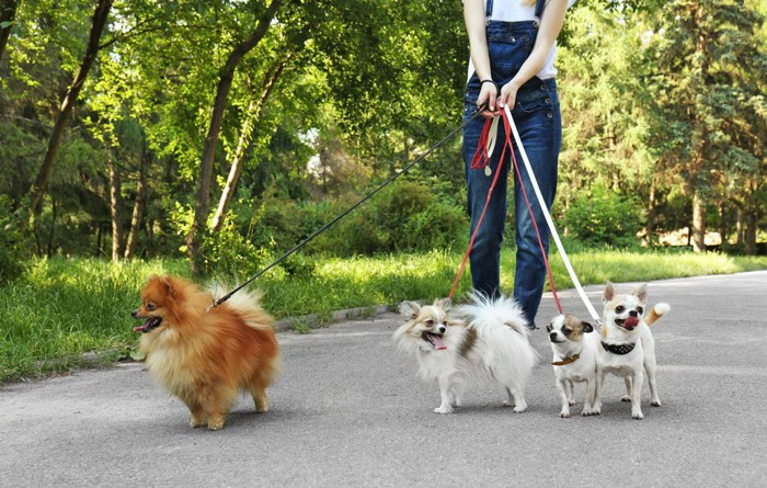 お散歩する四頭の犬と女性