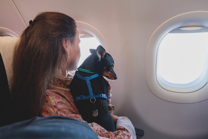 飛行機に乗ってる犬と飼い主