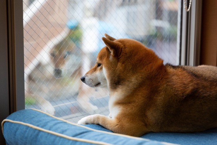 窓の外を見つめる柴犬