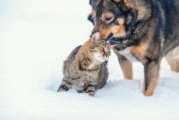 雪の中で寄り添う猫と犬
