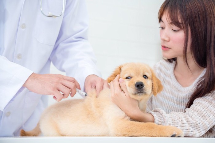 ワクチン接種を受ける子犬