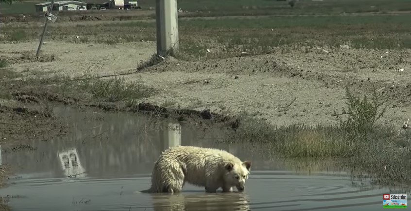 泥水を飲む犬