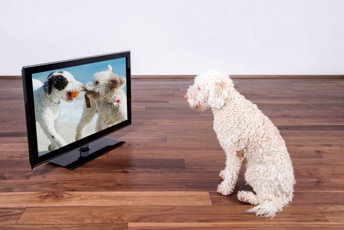 テレビを見ている白い犬