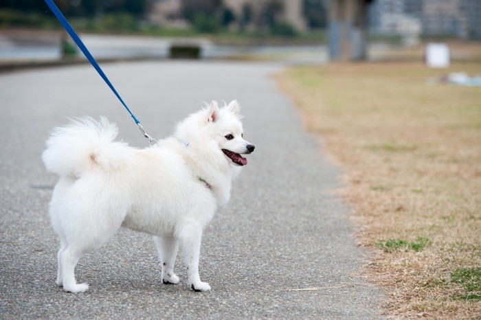 日本スピッツ 犬の散歩