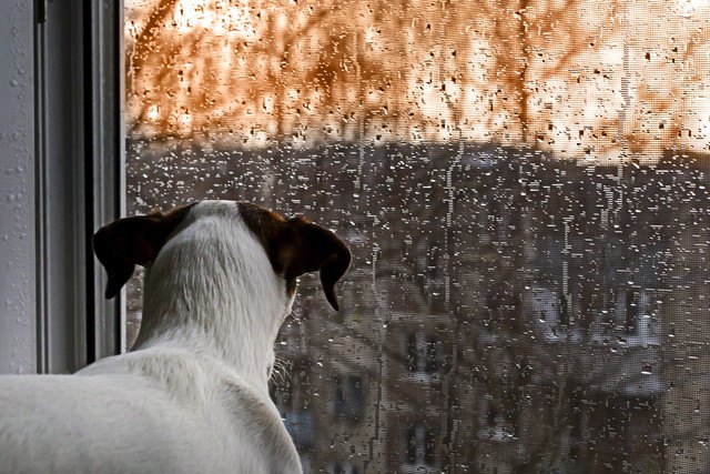 雨を見る犬