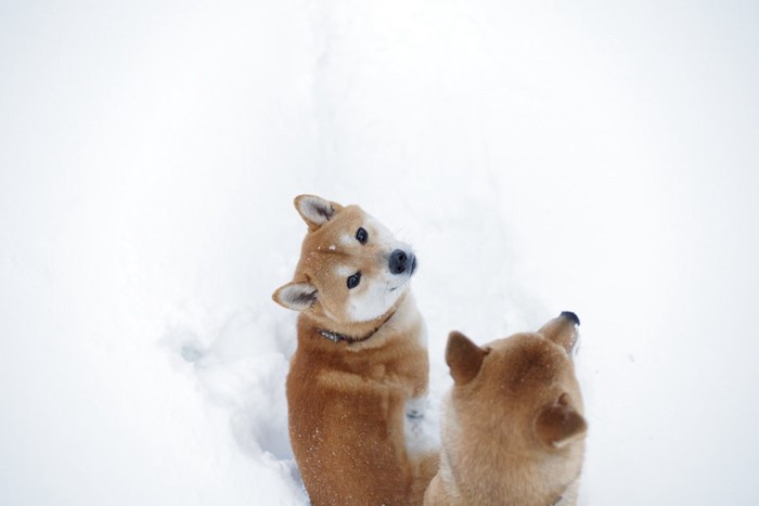 雪の中をお散歩中の柴犬