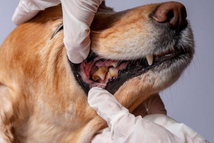 歯石がついてしまった犬の裂肉歯
