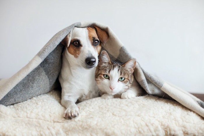 毛布を被って寄り添う犬と猫