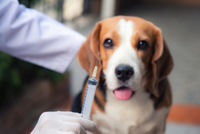予防接種する犬